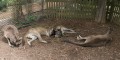 0318-1434 Canberra Zoo (3185336)